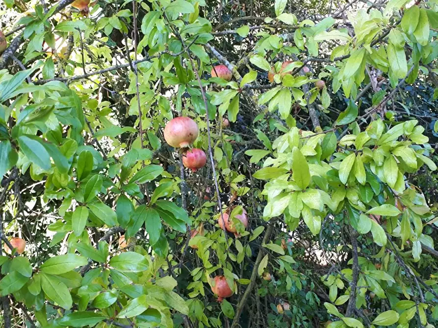 Immagine 29 di Porzione di casa in vendita  a Santa Maria A Monte