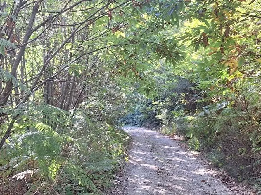Immagine 13 di Casa colonica in vendita  a Pescaglia