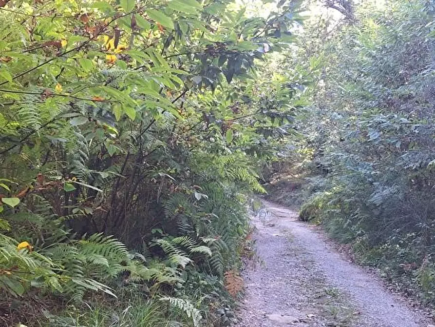 Immagine 14 di Casa colonica in vendita  a Pescaglia