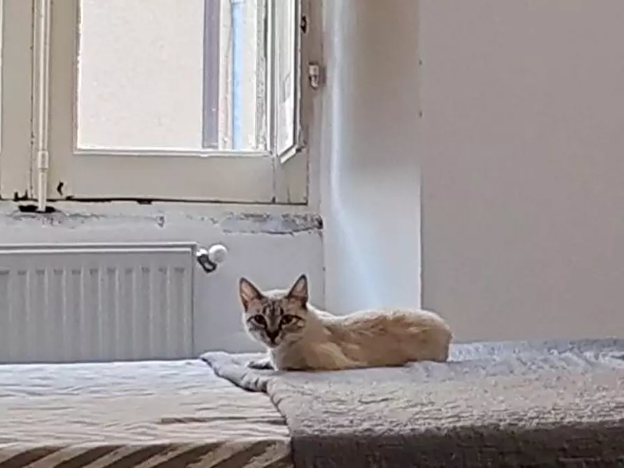 Immagine 13 di Appartamento in vendita  a Massa