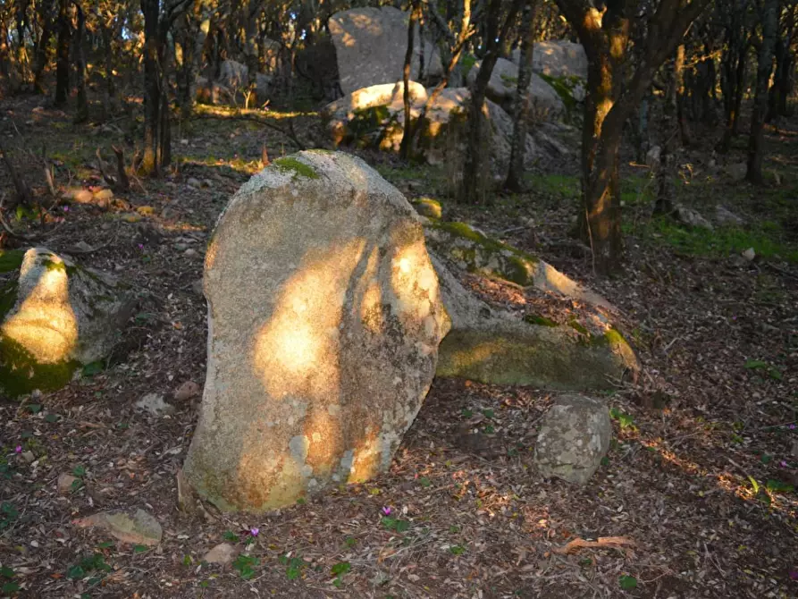 Immagine 32 di Magazzino in vendita  a Luogosanto
