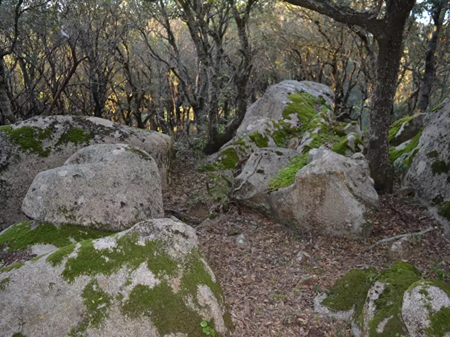 Immagine 35 di Magazzino in vendita  a Luogosanto