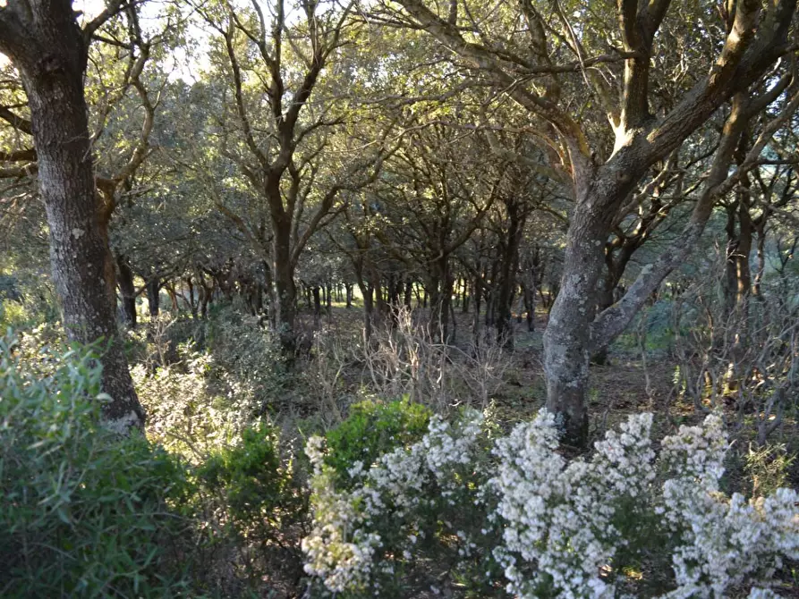 Immagine 22 di Magazzino in vendita  a Luogosanto