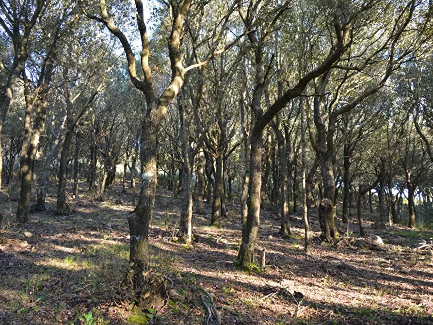 Immagine 12 di Magazzino in vendita  a Luogosanto