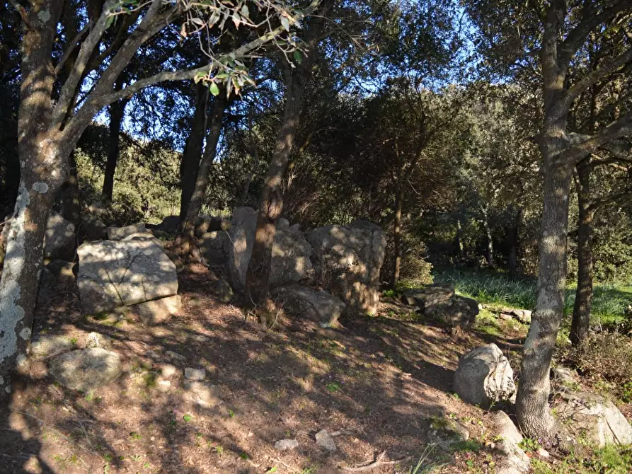 Immagine 5 di Magazzino in vendita  a Luogosanto