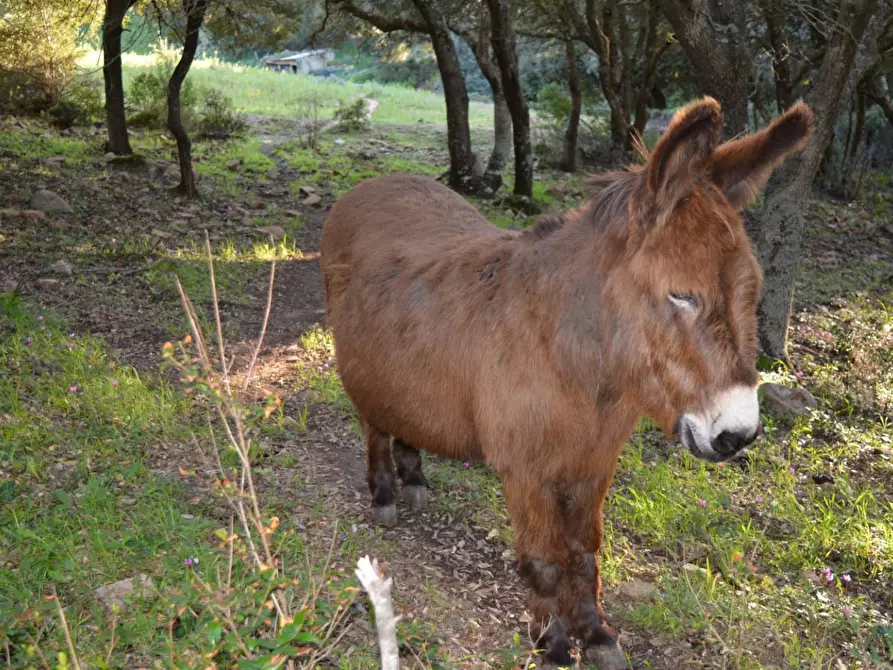 Immagine 15 di Magazzino in vendita  a Luogosanto