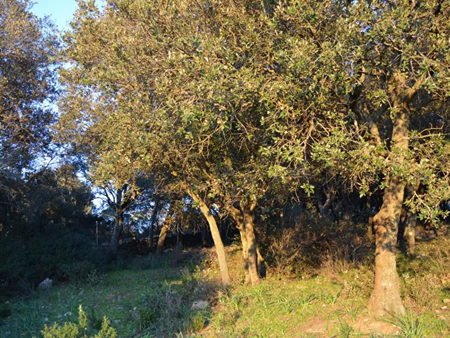 Immagine 43 di Magazzino in vendita  a Luogosanto