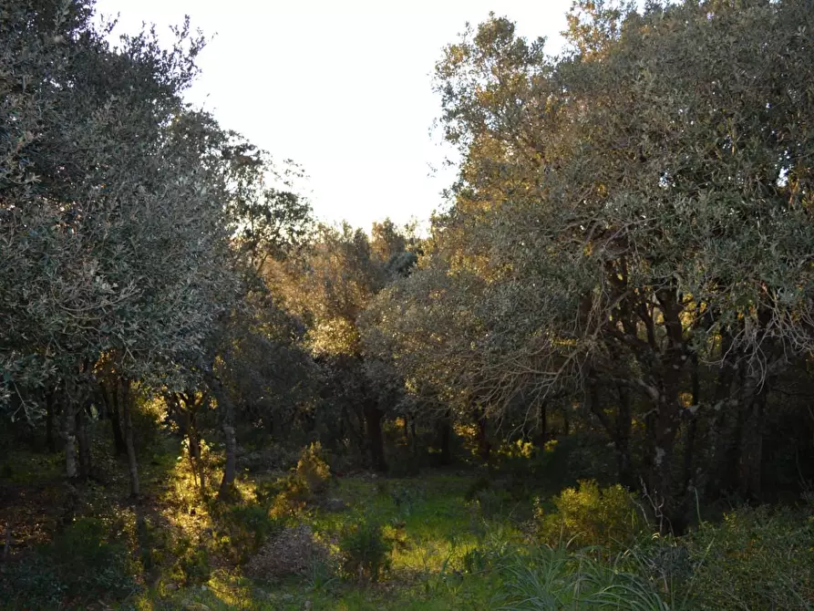 Immagine 38 di Magazzino in vendita  a Luogosanto