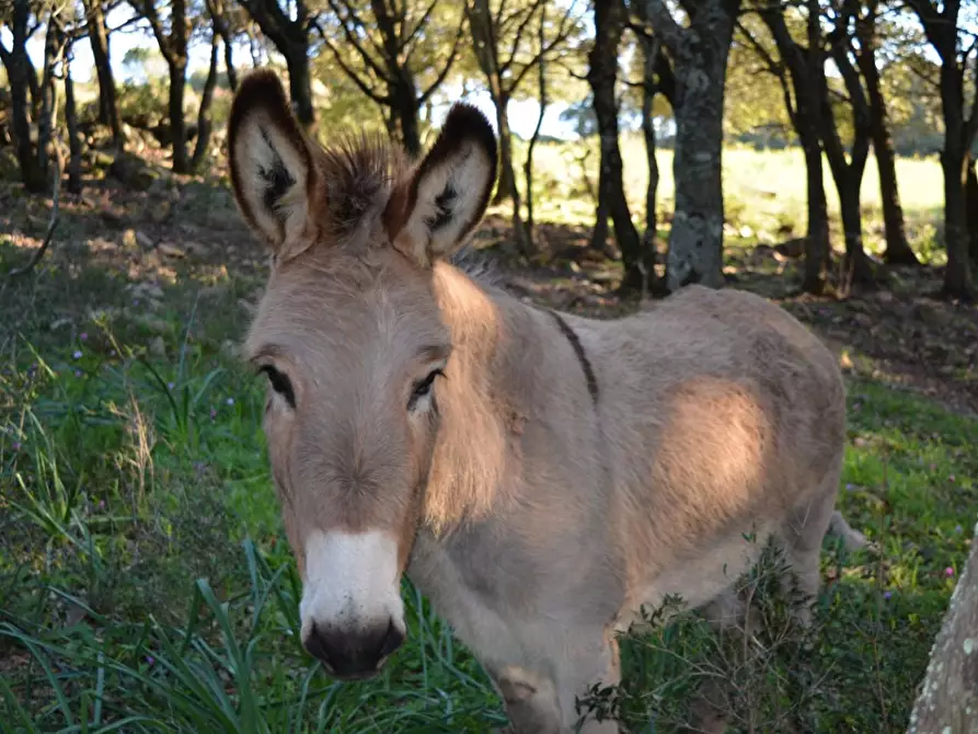 Immagine 14 di Magazzino in vendita  a Luogosanto