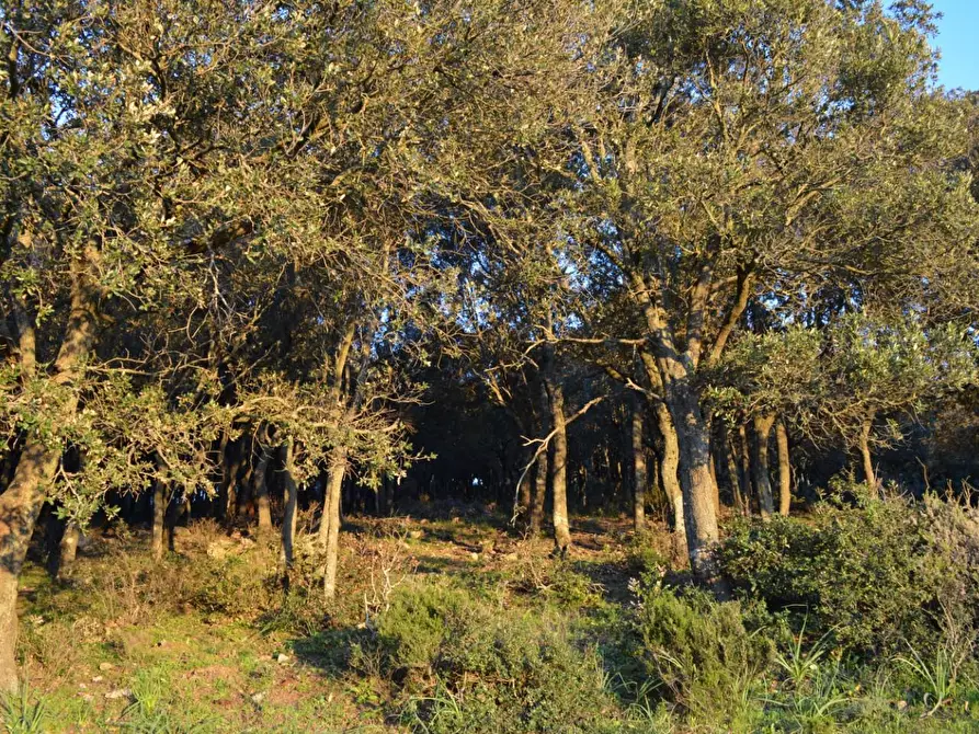 Immagine 42 di Magazzino in vendita  a Luogosanto