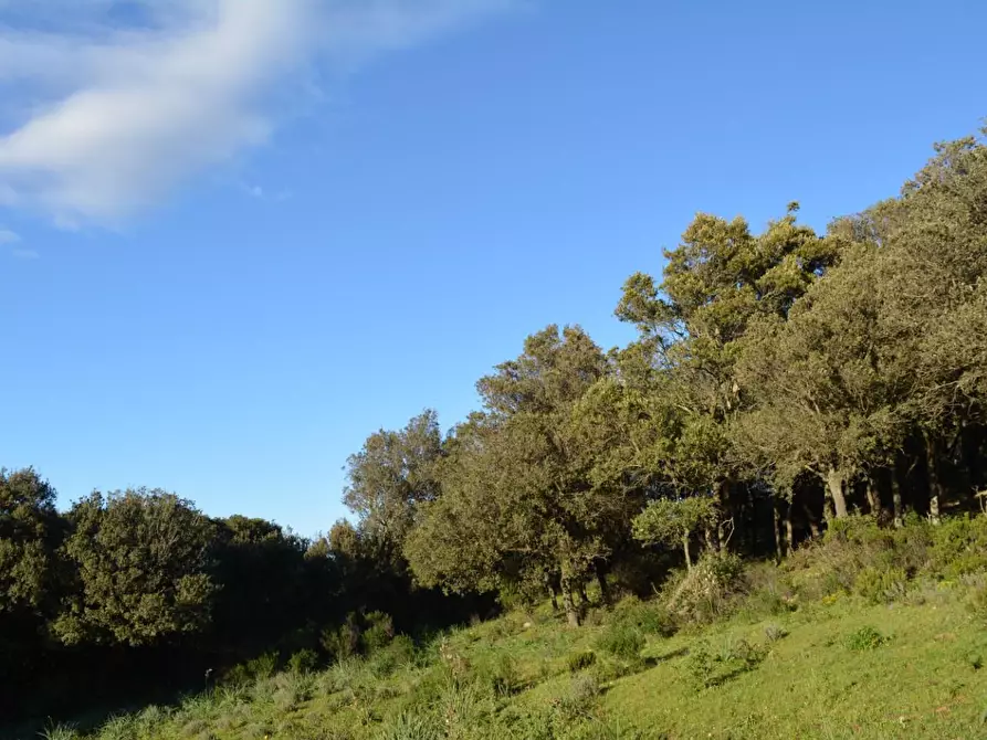 Immagine 10 di Magazzino in vendita  a Luogosanto