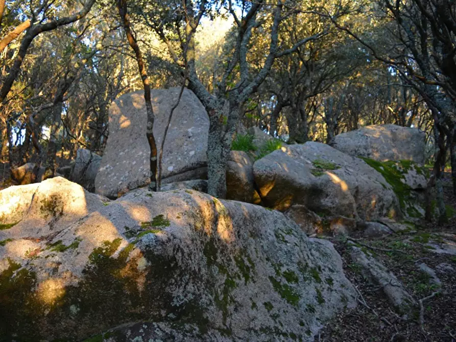 Immagine 33 di Magazzino in vendita  a Luogosanto