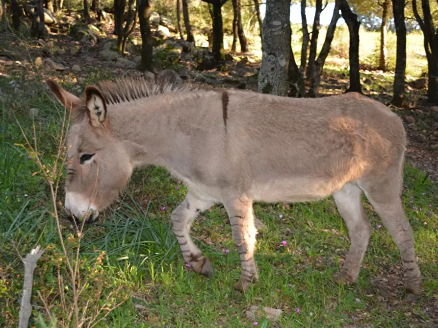 Immagine 13 di Magazzino in vendita  a Luogosanto