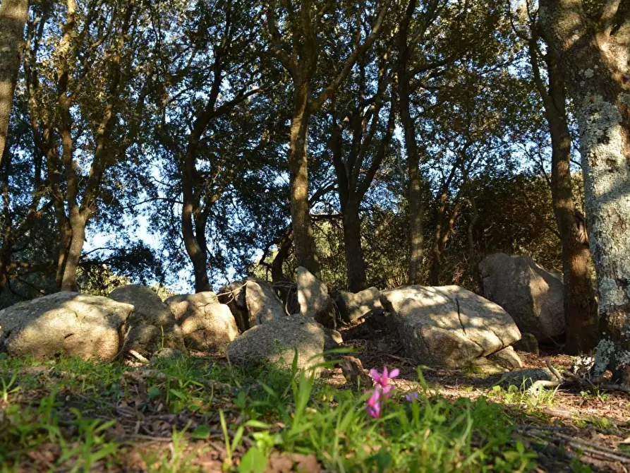 Immagine 7 di Magazzino in vendita  a Luogosanto