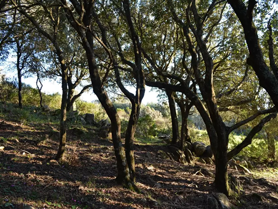 Immagine 17 di Magazzino in vendita  a Luogosanto