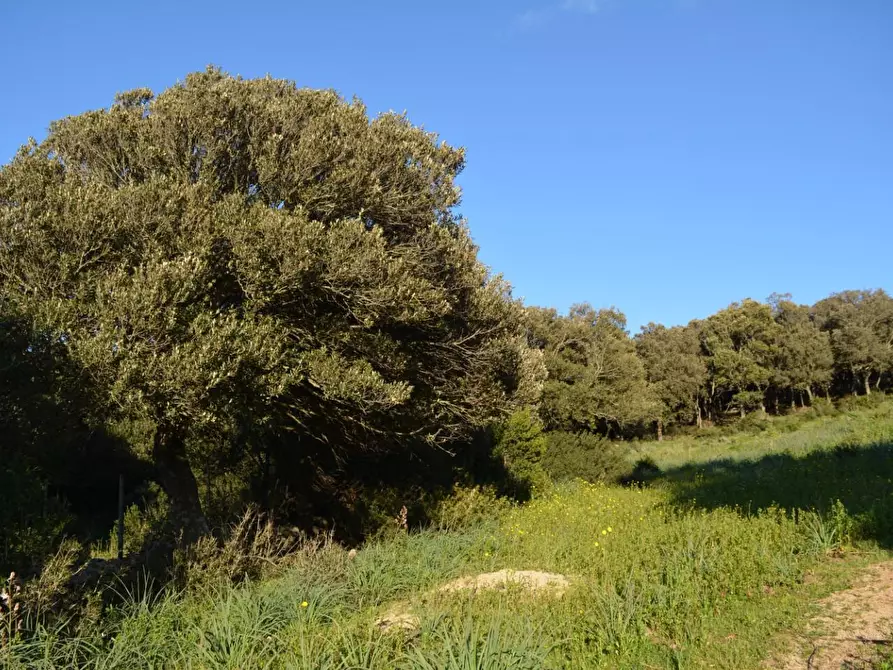 Immagine 1 di Magazzino in vendita  a Luogosanto