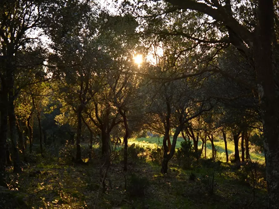 Immagine 31 di Magazzino in vendita  a Luogosanto