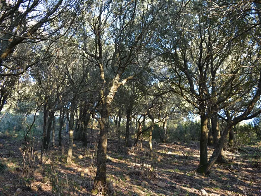 Immagine 16 di Magazzino in vendita  a Luogosanto