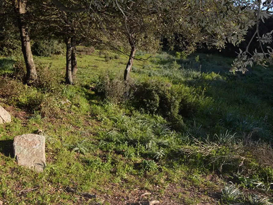 Immagine 6 di Magazzino in vendita  a Luogosanto