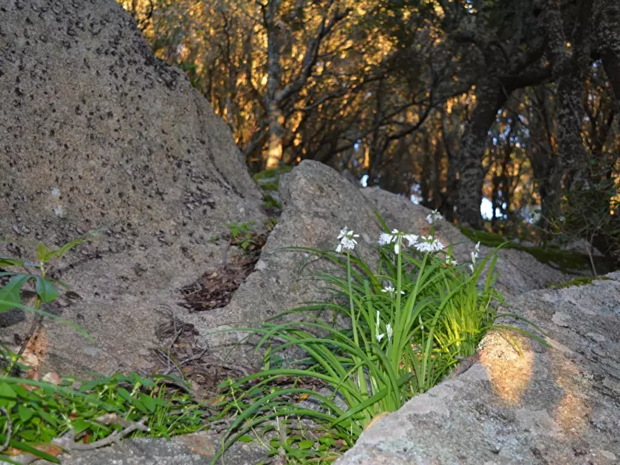 Immagine 34 di Magazzino in vendita  a Luogosanto
