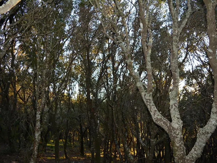 Immagine 36 di Magazzino in vendita  a Luogosanto