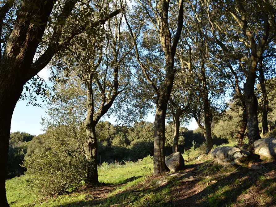 Immagine 4 di Magazzino in vendita  a Luogosanto