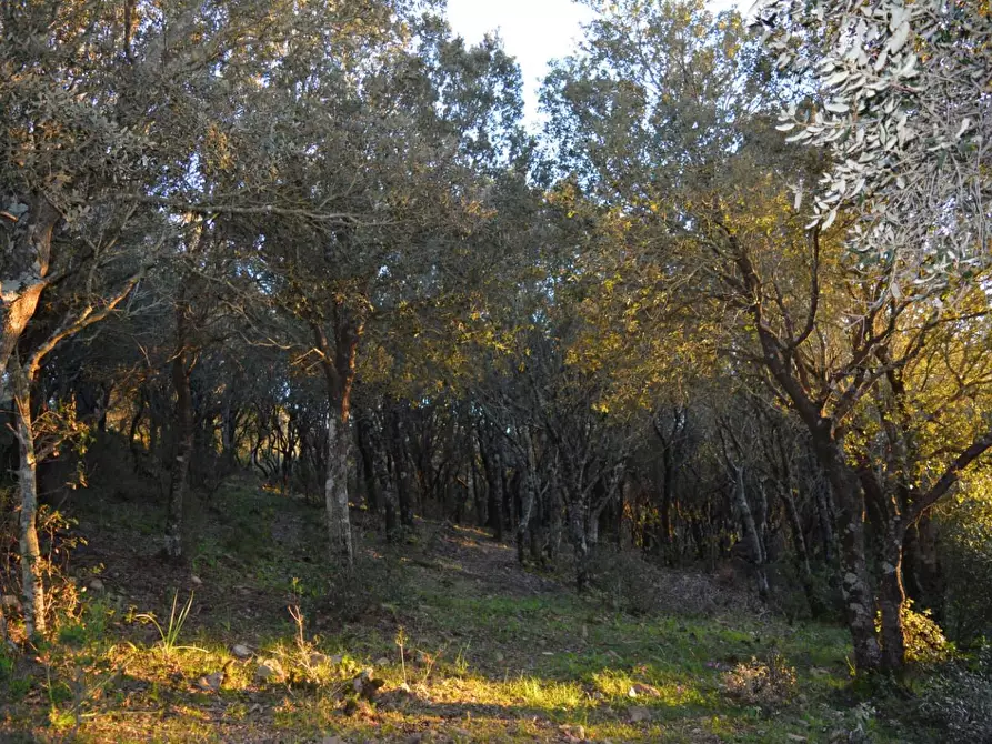 Immagine 40 di Magazzino in vendita  a Luogosanto