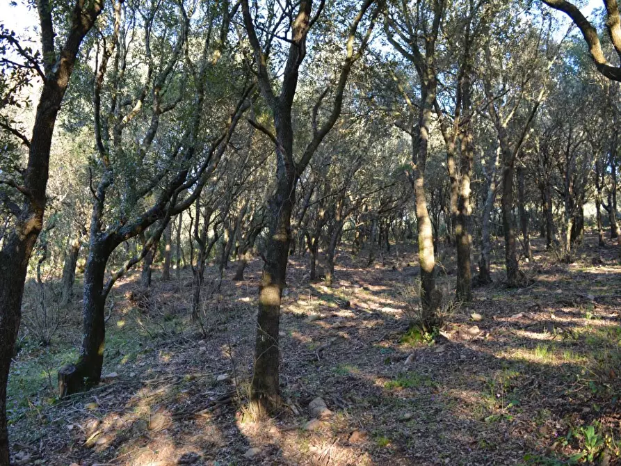 Immagine 11 di Magazzino in vendita  a Luogosanto