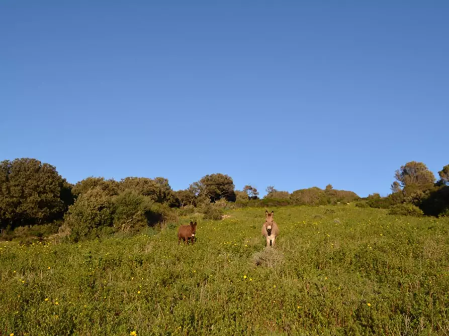 Immagine 25 di Magazzino in vendita  a Luogosanto