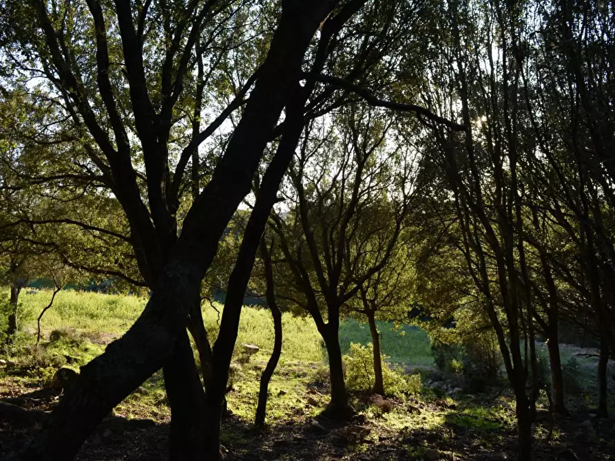 Immagine 18 di Magazzino in vendita  a Luogosanto