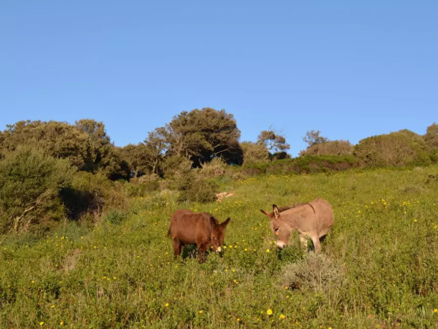 Immagine 26 di Magazzino in vendita  a Luogosanto