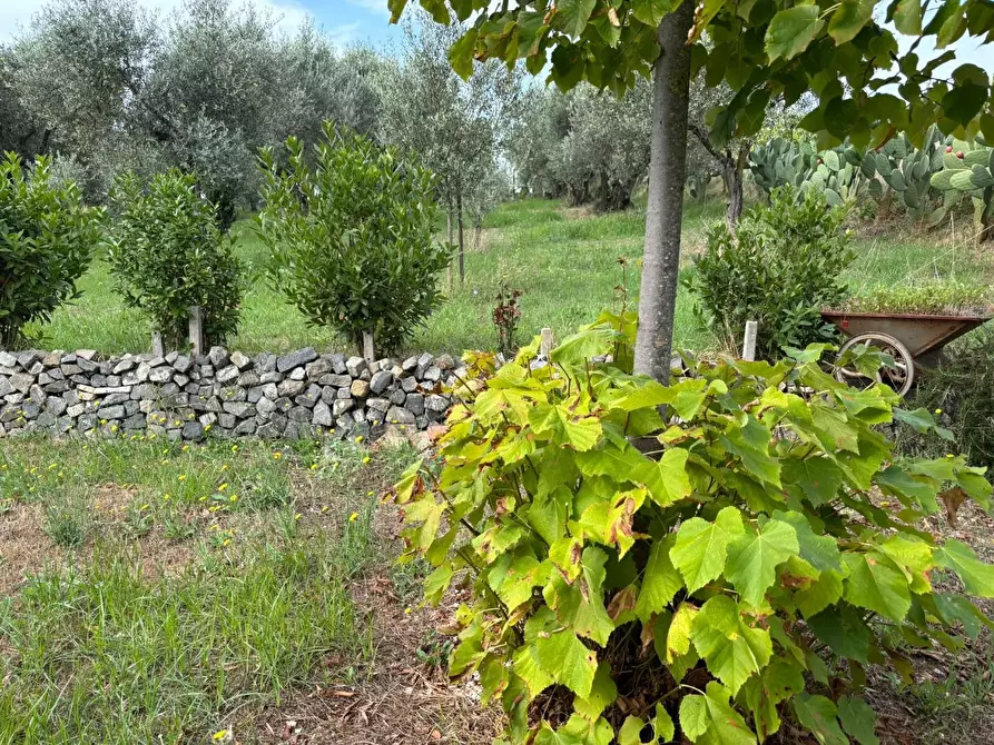 Immagine 15 di Terreno agricolo in vendita  a Frascati