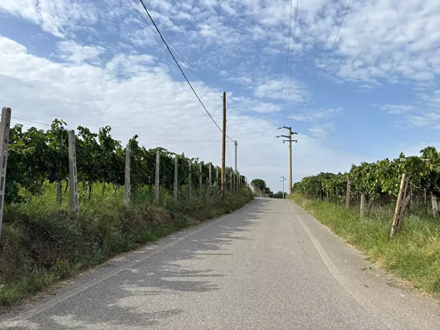 Immagine 43 di Terreno agricolo in vendita  a Frascati