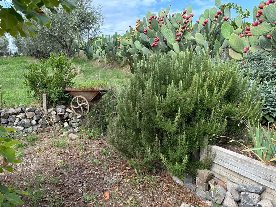Immagine 16 di Terreno agricolo in vendita  a Frascati