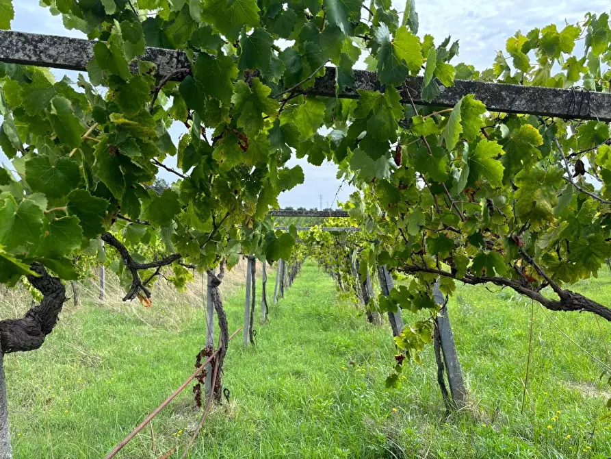Immagine 35 di Terreno agricolo in vendita  a Frascati
