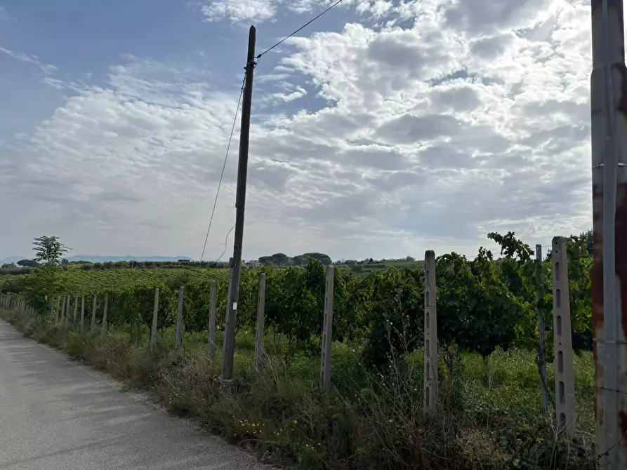 Immagine 45 di Terreno agricolo in vendita  a Frascati
