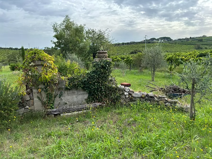 Immagine 12 di Terreno agricolo in vendita  a Frascati