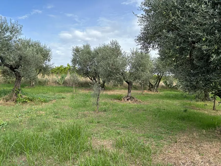Immagine 28 di Terreno agricolo in vendita  a Frascati