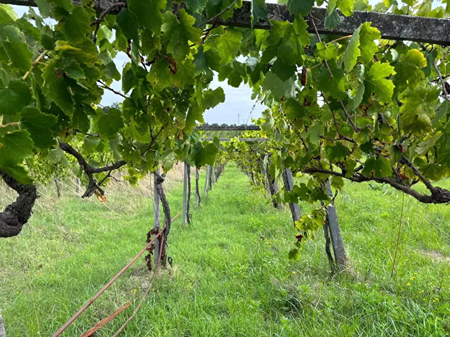 Immagine 34 di Terreno agricolo in vendita  a Frascati