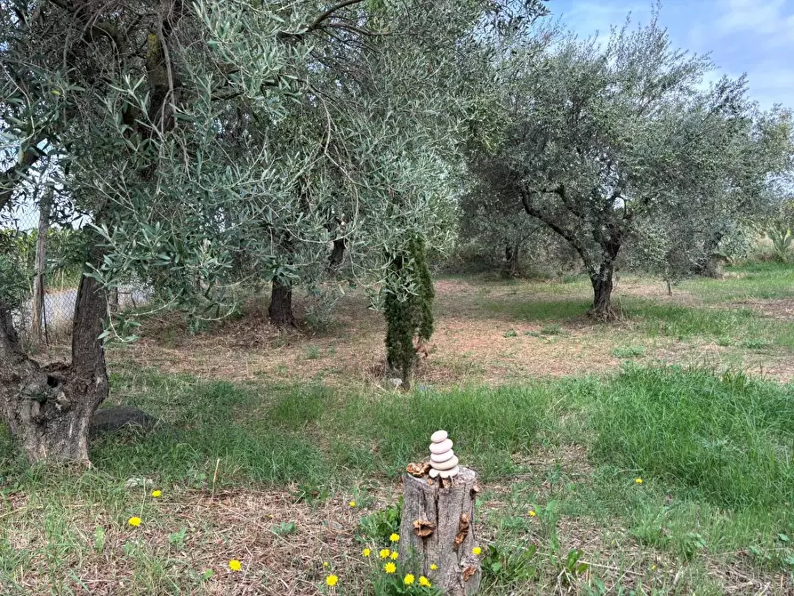 Immagine 3 di Terreno agricolo in vendita  a Frascati