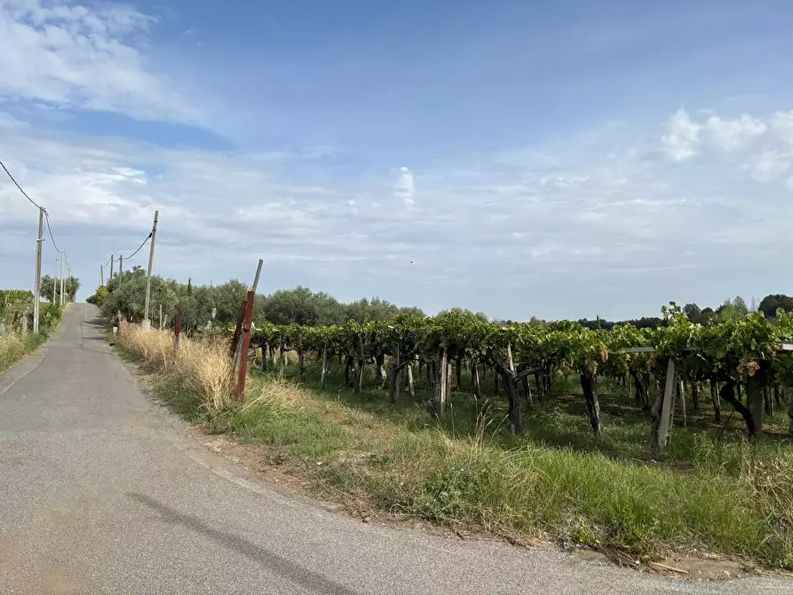 Immagine 46 di Terreno agricolo in vendita  a Frascati