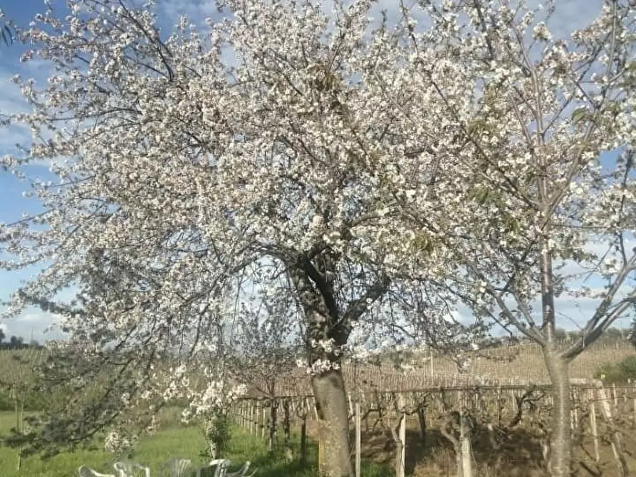 Immagine 40 di Terreno agricolo in vendita  a Frascati