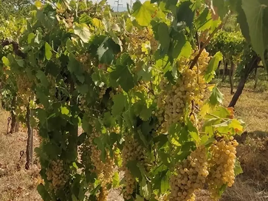 Immagine 36 di Terreno agricolo in vendita  a Frascati