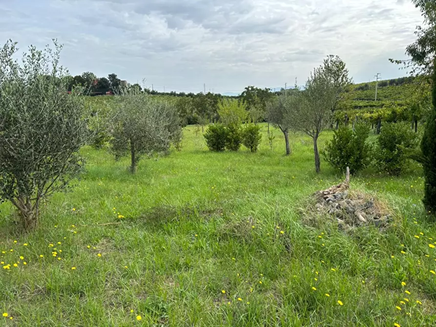 Immagine 41 di Terreno agricolo in vendita  a Frascati