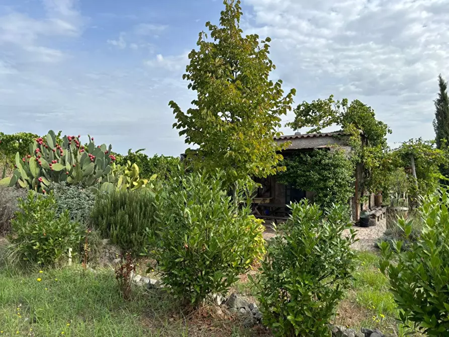 Immagine 18 di Terreno agricolo in vendita  a Frascati