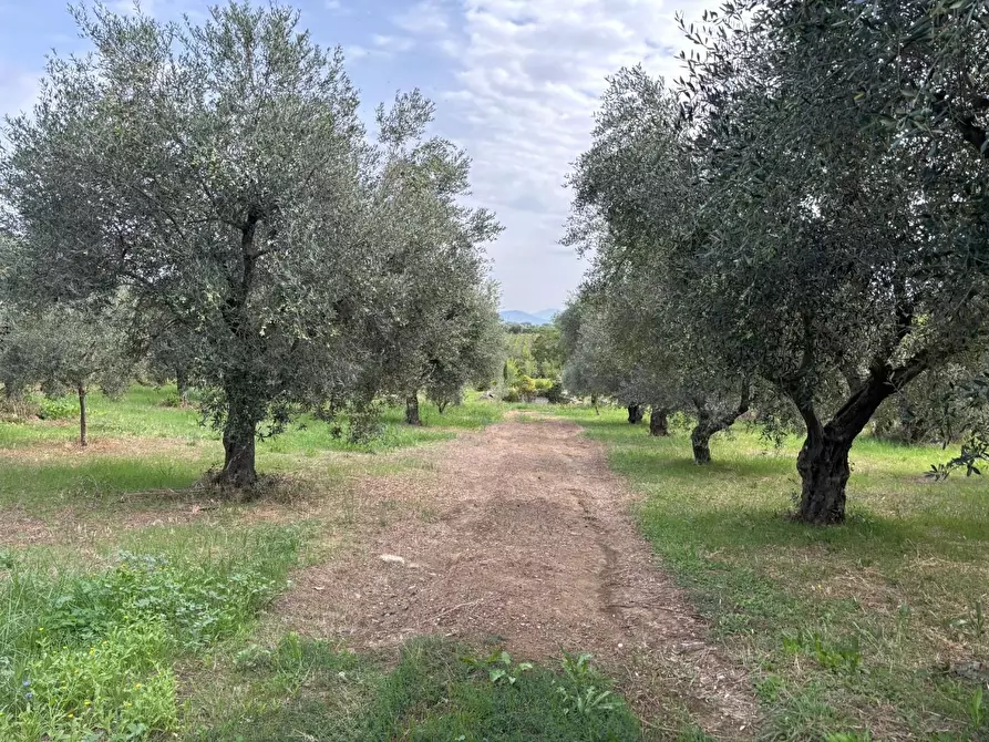 Immagine 5 di Terreno agricolo in vendita  a Frascati