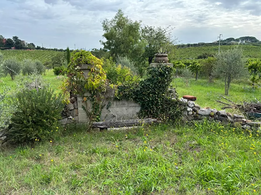 Immagine 11 di Terreno agricolo in vendita  a Frascati