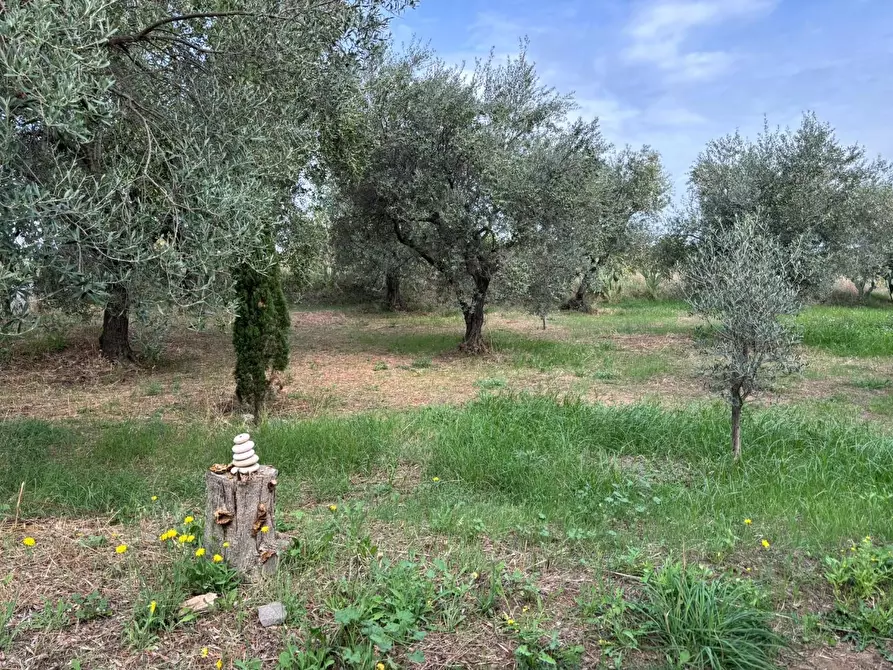 Immagine 4 di Terreno agricolo in vendita  a Frascati