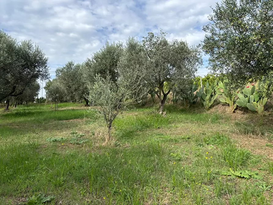 Immagine 32 di Terreno agricolo in vendita  a Frascati