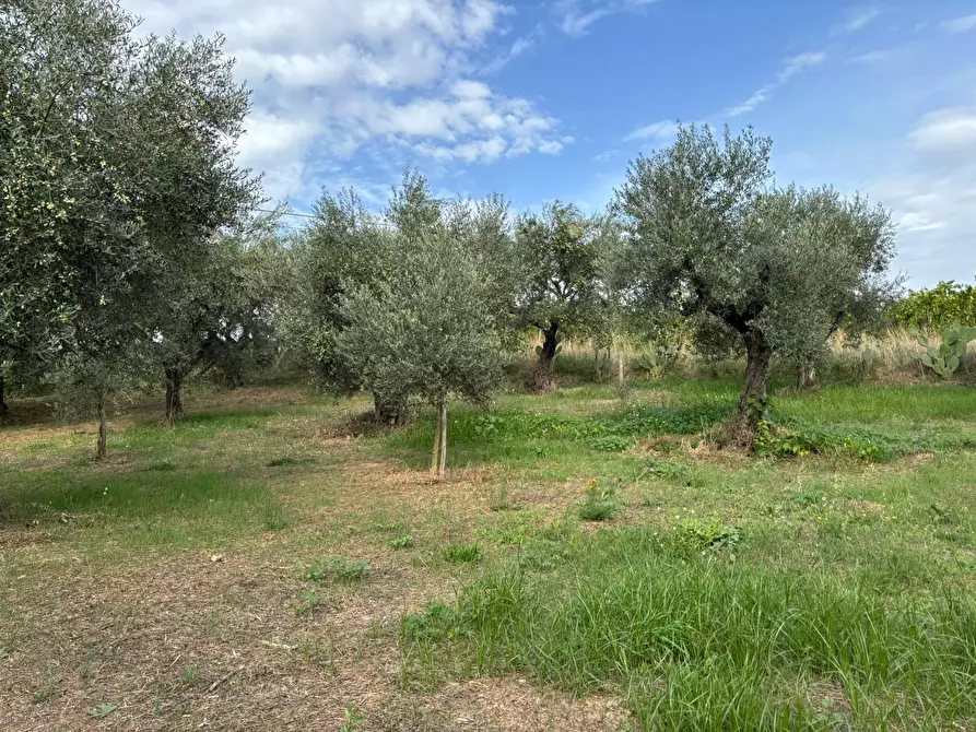Immagine 30 di Terreno agricolo in vendita  a Frascati